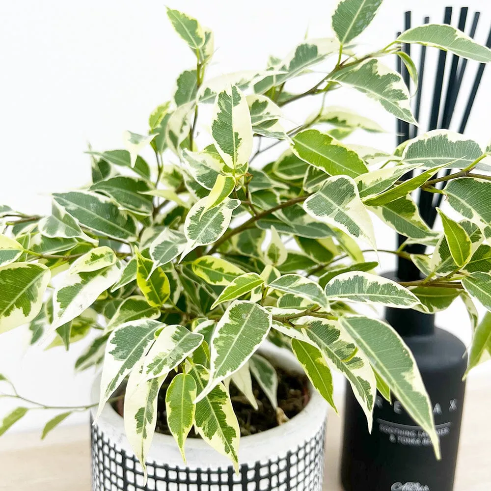 15 - 20cm Ficus Samantha Variegata Rubber House Plant 9cm Pot