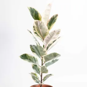 45 - 55cm Ficus Tineke  Rubber Plant 17cm Pot House Plant